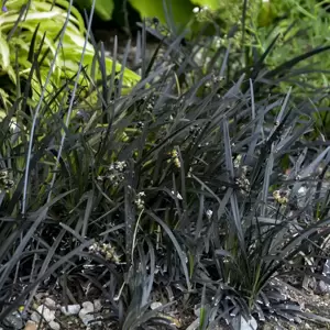 Ophiopogon planiscapus 'Black Dragon' 2L - image 1