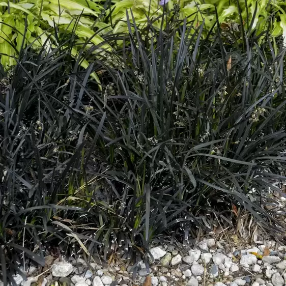 Ophiopogon planiscapus 'Black Dragon' 2L - image 2