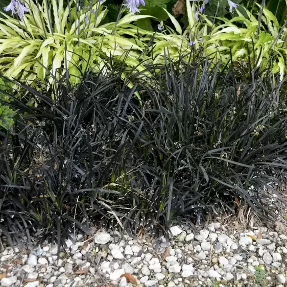 Ophiopogon planiscapus 'Black Dragon' 2L - image 3