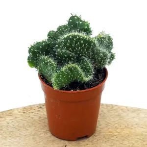 Opuntia cylindrica cristata