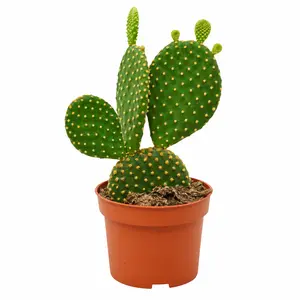 Opuntia microdasys 'Indigo'