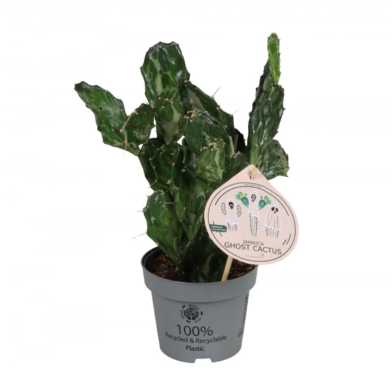 Opuntia jamaicensis var. Ghost 6cm - image 2