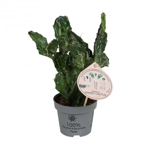 Opuntia jamaicensis var. Ghost 6cm - image 2