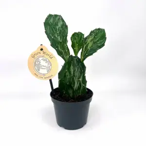 Opuntia jamaicensis var. Ghost 12cm - image 2