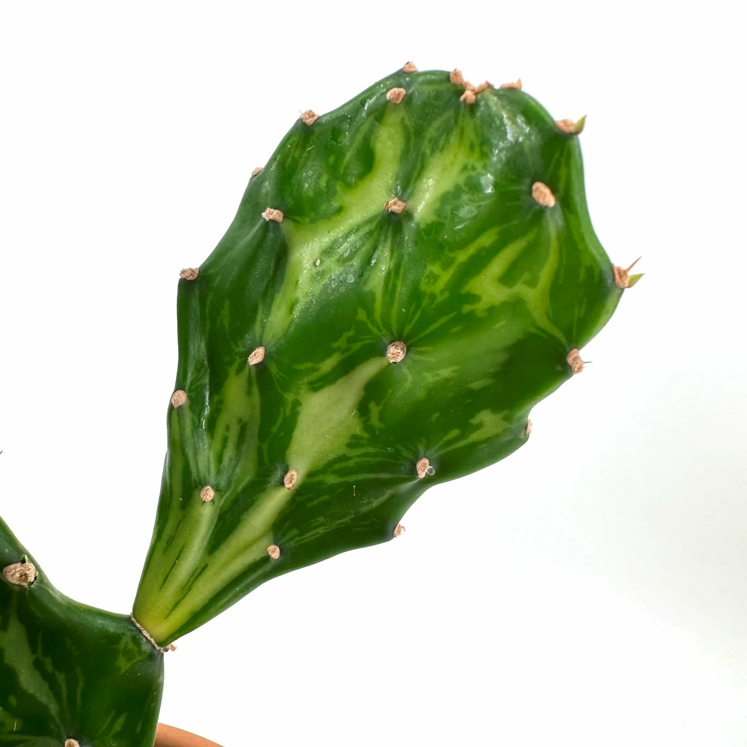 Opuntia jamaicensis var. Ghost - Cowell's Garden Centre | Woolsington