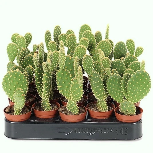 Opuntia microdasys 5.5cm