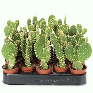 Opuntia microdasys 5.5cm