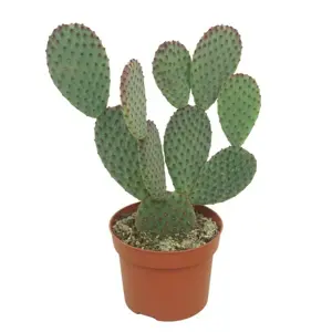 Opuntia microdasys 12cm