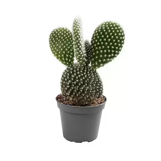 Opuntia microdasys var. albispina 8.5cm - image 1