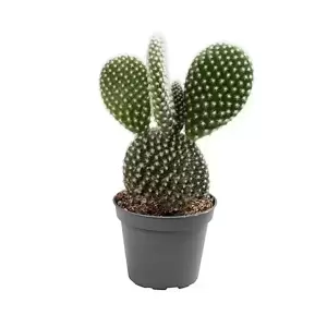 Opuntia microdasys var. albispina 8.5cm