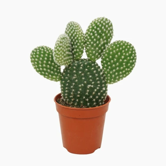 Opuntia microdasys var. albispina 14cm - image 2