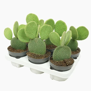 Opuntia microdasys inermis - image 2