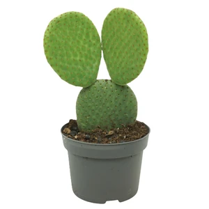 Opuntia microdasys inermis - image 2
