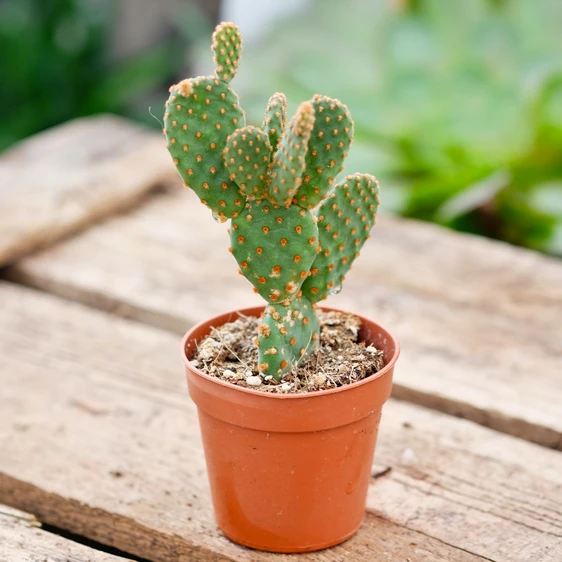 Opuntia microdasys rufida