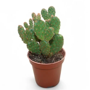 Opuntia microdasys rufida 'Minor'