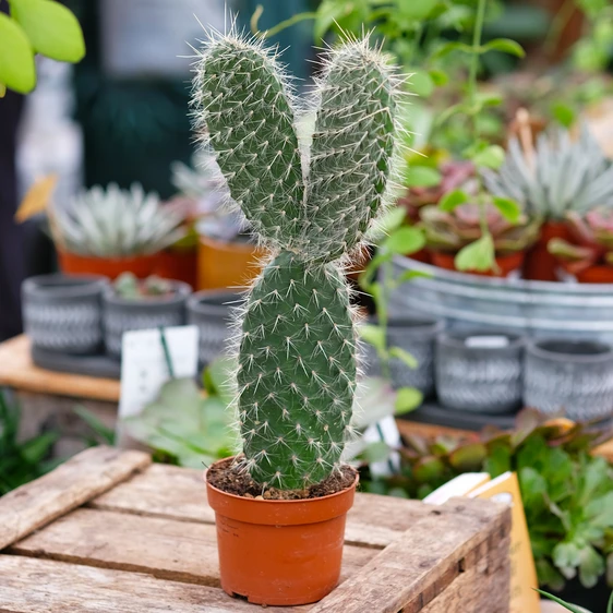 Opuntia pylana