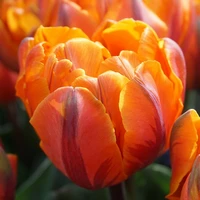 Orange Flowering Bulbs