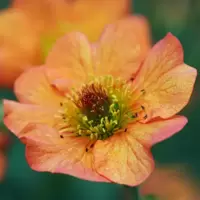 Orange Perennials