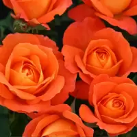Orange Roses
