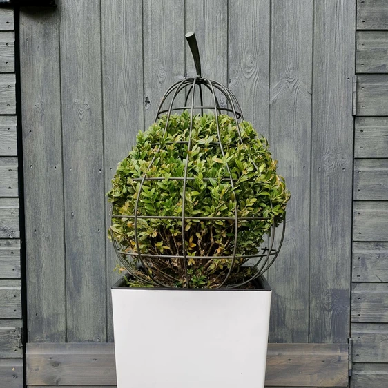 Orchard Pear Garden Sculpture - Small - image 4