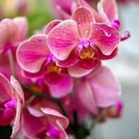 Orchids