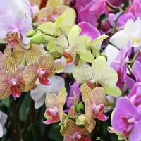 Orchids