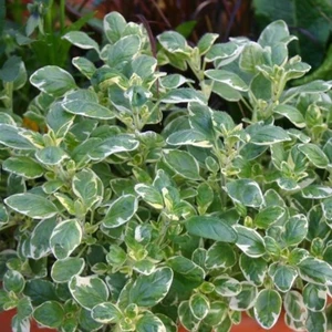 Oregano 'Country Cream' 9cm