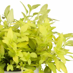 Oregano - Golden