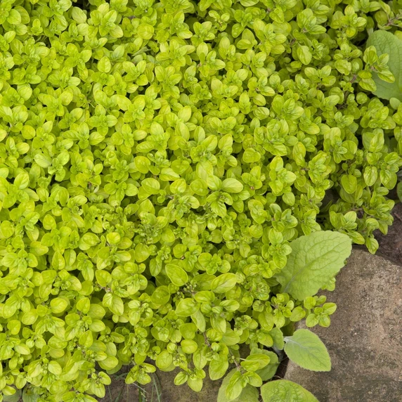 Oregano 'Golden Nugget' 9cm