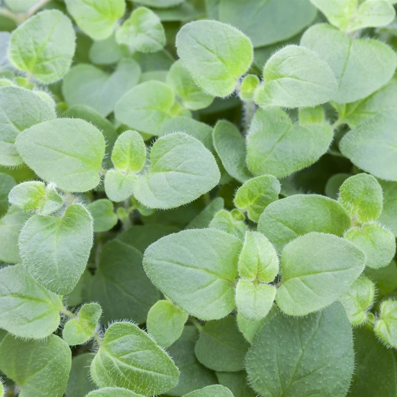 Oregano - Hot & Spicy 8.5cm