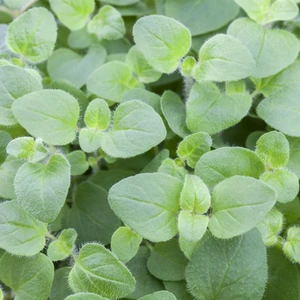 Oregano - Hot & Spicy