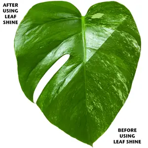 Organic Focus Leaf Shine - image 3