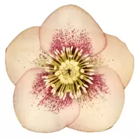 Orientalis Hybrids
