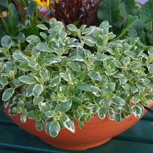 Picture - Kernock Park Plants