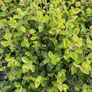 Origanum vulgare - Oregano