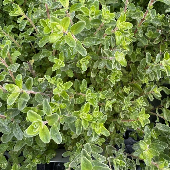 Origanum x majoricum - Marjoram