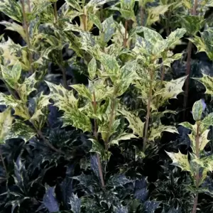 Osmanthus heterophyllus 'Goshiki' 5L - image 3