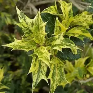 Osmanthus heterophyllus 'Goshiki' 2L - image 1