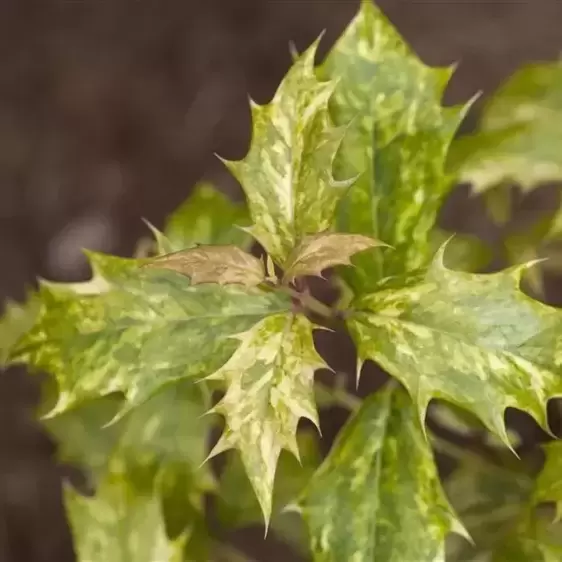 Osmanthus heterophyllus 'Goshiki' 9cm - image 2