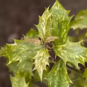 Osmanthus heterophyllus 'Goshiki' 2L - image 2