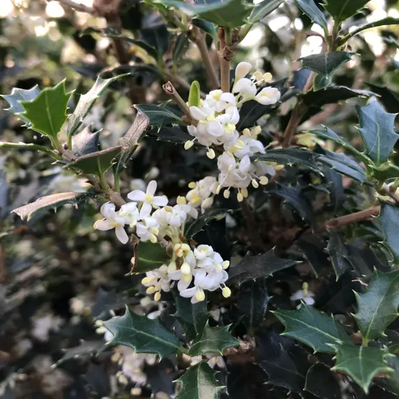 Osmanthus heterophyllus 'Perfume Party'
