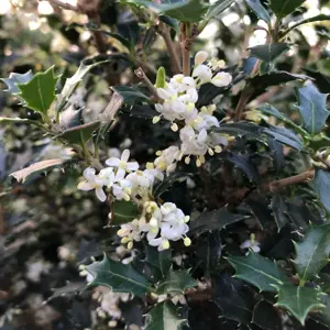 Osmanthus heterophyllus 'Perfume Party'