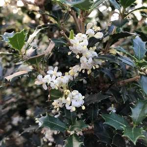 Osmanthus heterophyllus ‘Perfume Party’