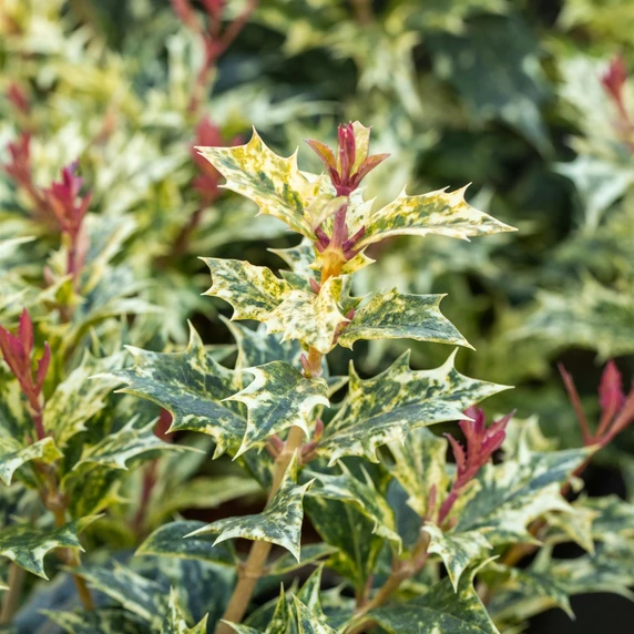 Osmanthus heterophyllus 'Tricolor' - image 2