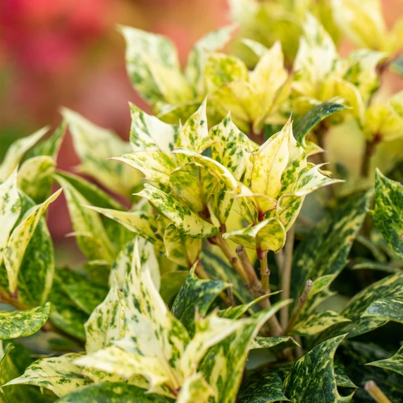 Osmanthus heterophyllus 'Tricolor' 10L - image 1