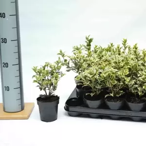 Osmanthus heterophyllus 'Variegatus' 9cm - image 2