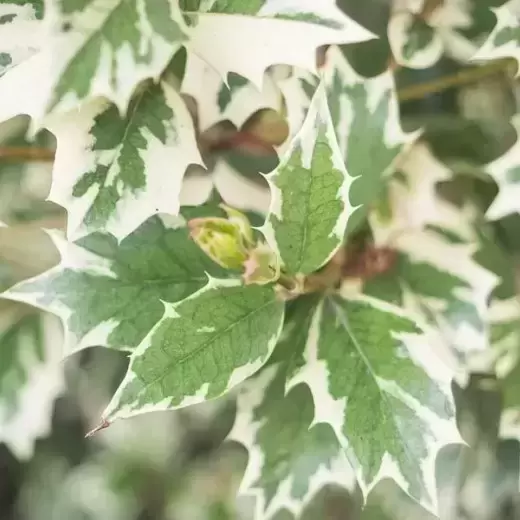 Osmanthus heterophyllus 'Variegatus' 9cm - image 1