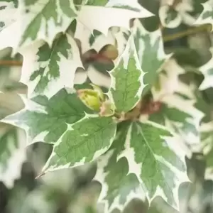 Osmanthus heterophyllus 'Variegatus' 9cm