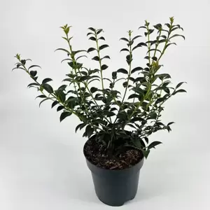 Osmanthus x burkwoodii 4.5L - image 1