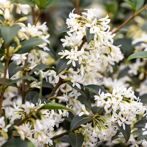 Osmanthus x burkwoodii Ball 12L - image 1